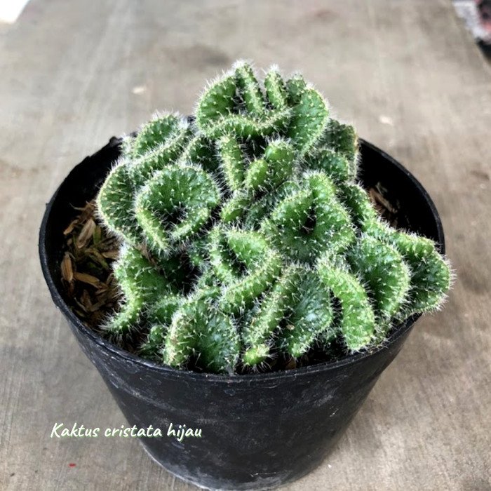 Kaktus Cristata Hijau