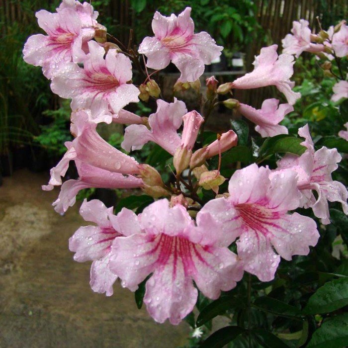 Tecomaria Pink