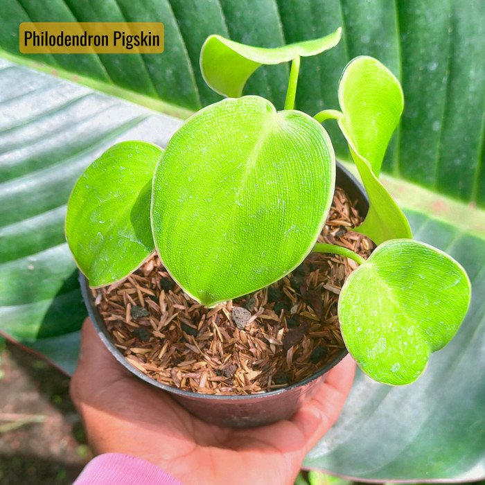 Philodendron Pig Skin