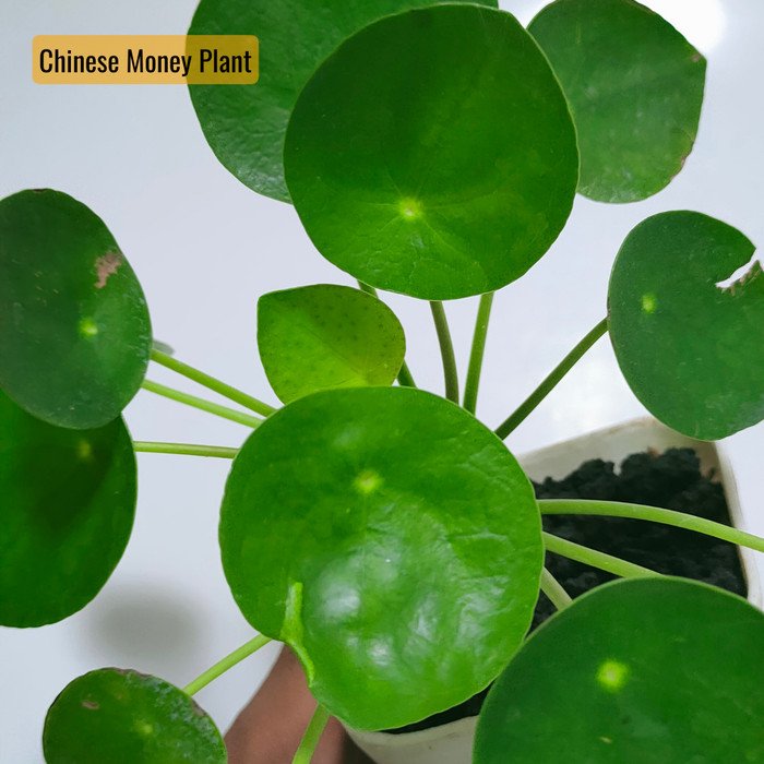 Pilea Peperomioides ( Chinese Money Plant )