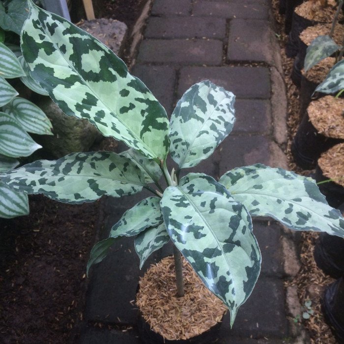 Aglaonema Pictum Bicolor