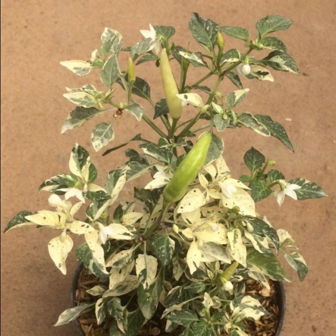 Cabe Rawit Variegata