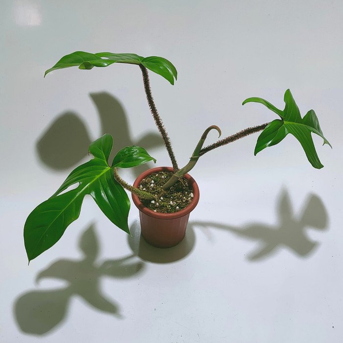 Philodendron Squamiferum