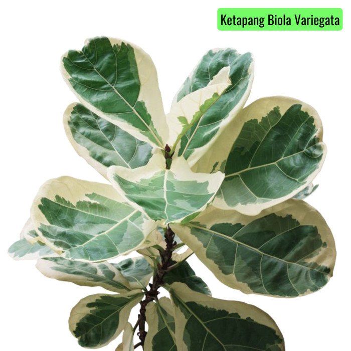 Ketapang Biola Variegata (Ficus lyrata)