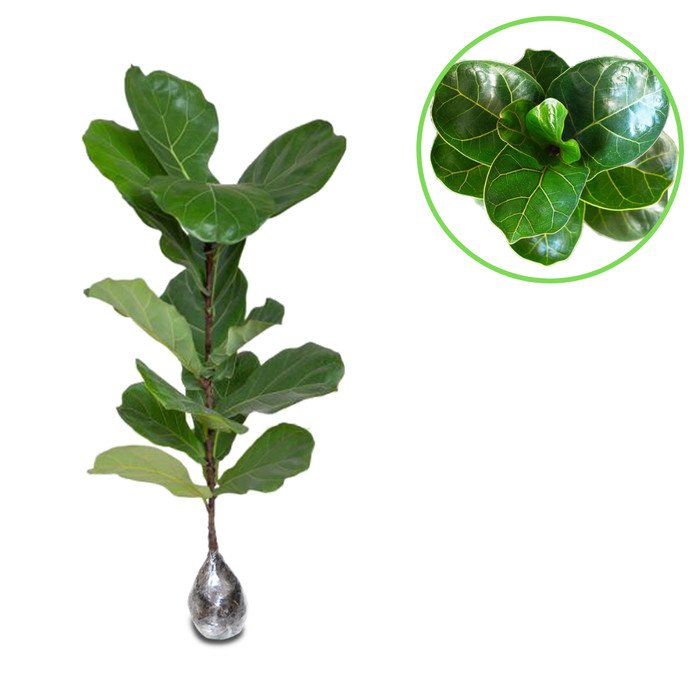 Ketapang Biola Cantik (Ficus lyrata)