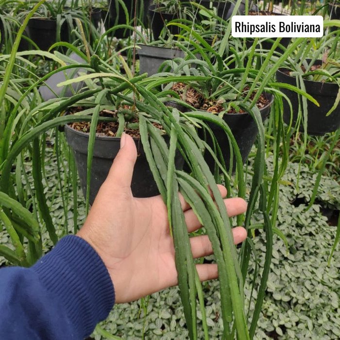 Gantung Rhipsalis Boliviana