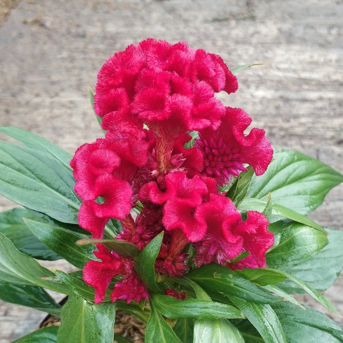 Jembel Ayam ( Celosia Cristata )