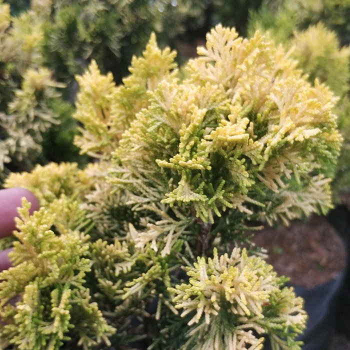 Cemara Golden Peking