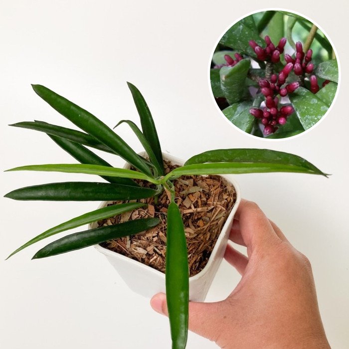 Hoya Dischidia Parasitica
