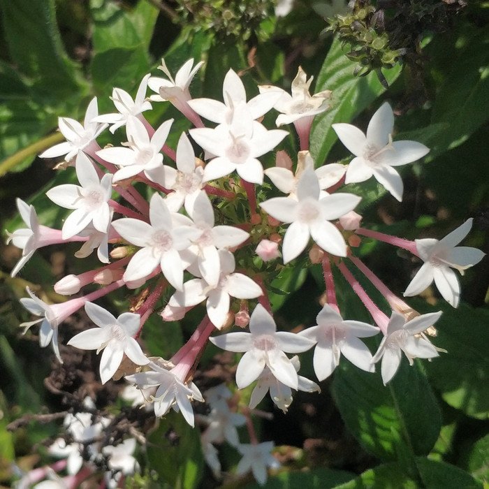 Pentas White