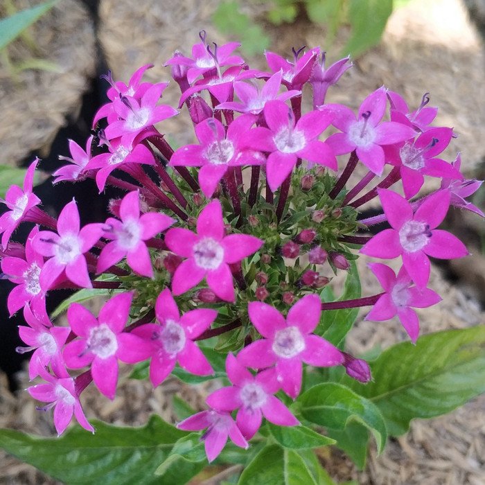 Pentas Soft Purple