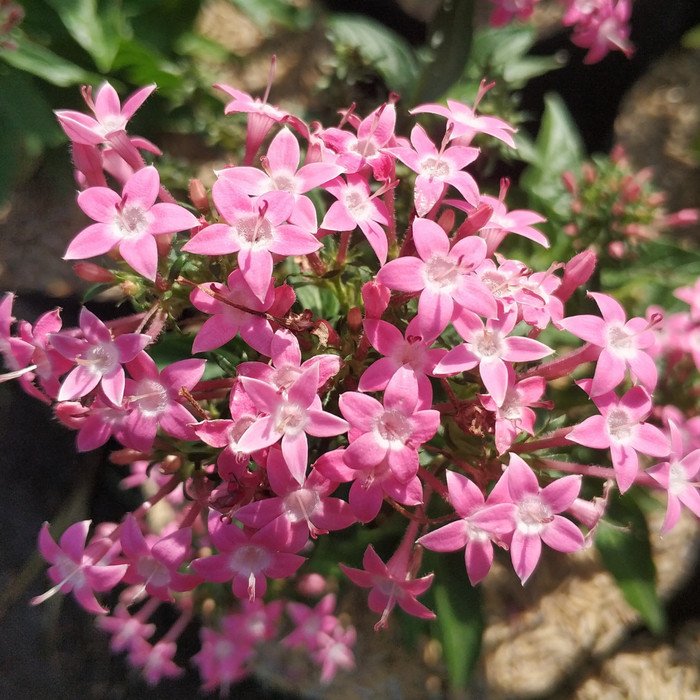 Pentas Soft Pink
