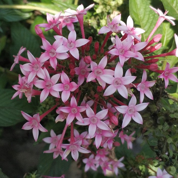 Pentas White Red