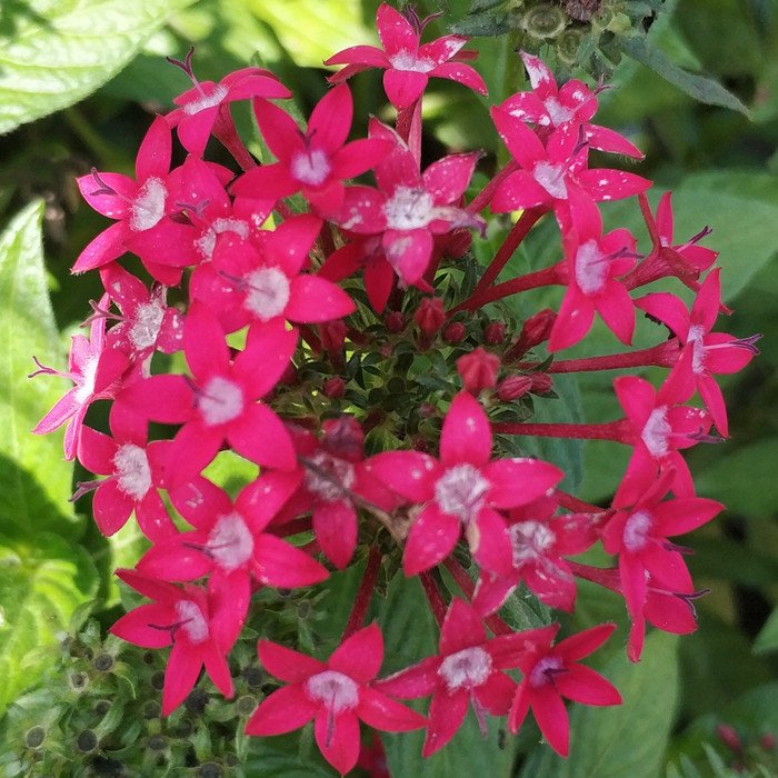 Pentas Red