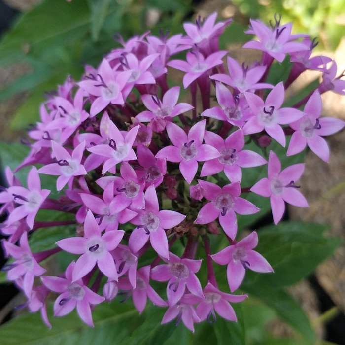 Pentas Purple