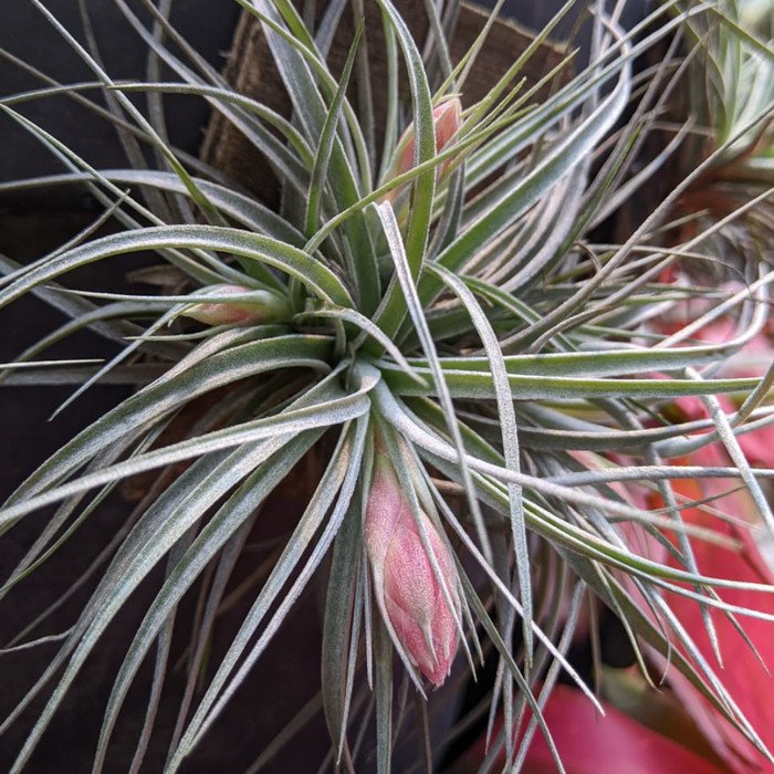 Tillandsia Cotton Candy