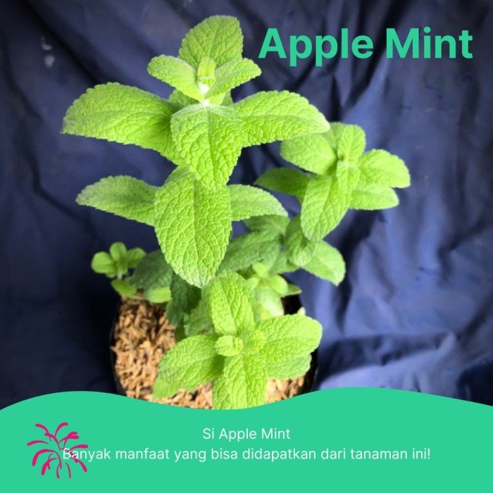 Apple Mint