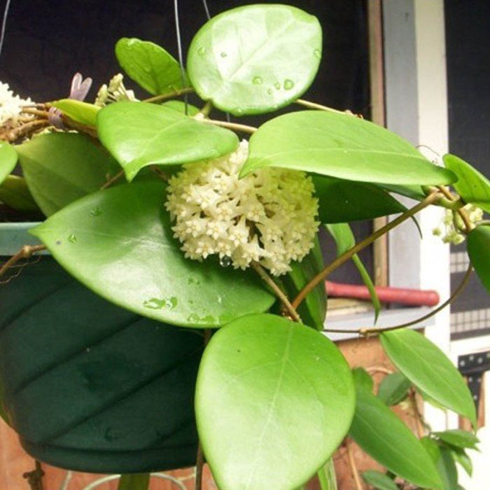 Hoya Arnottiana