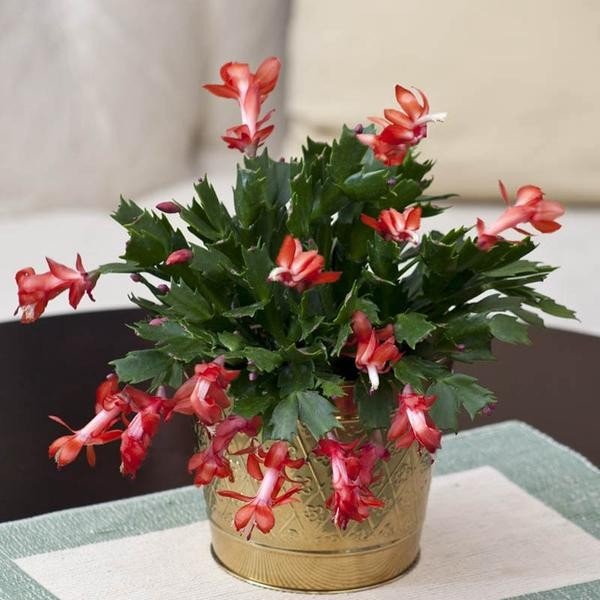 Schlumbergera Merah