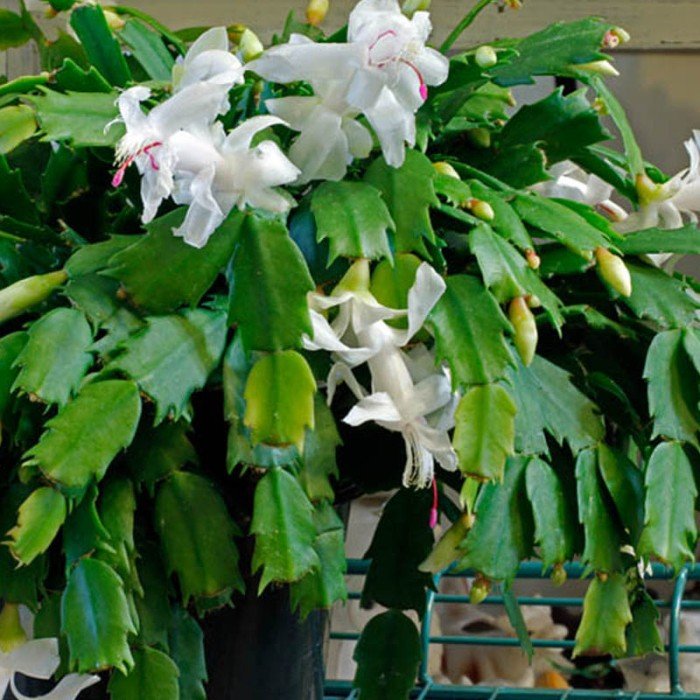 Schlumbergera Putih