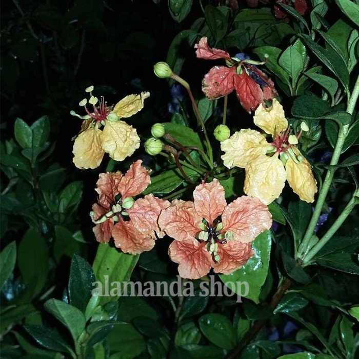 Bauhinia Kockiana
