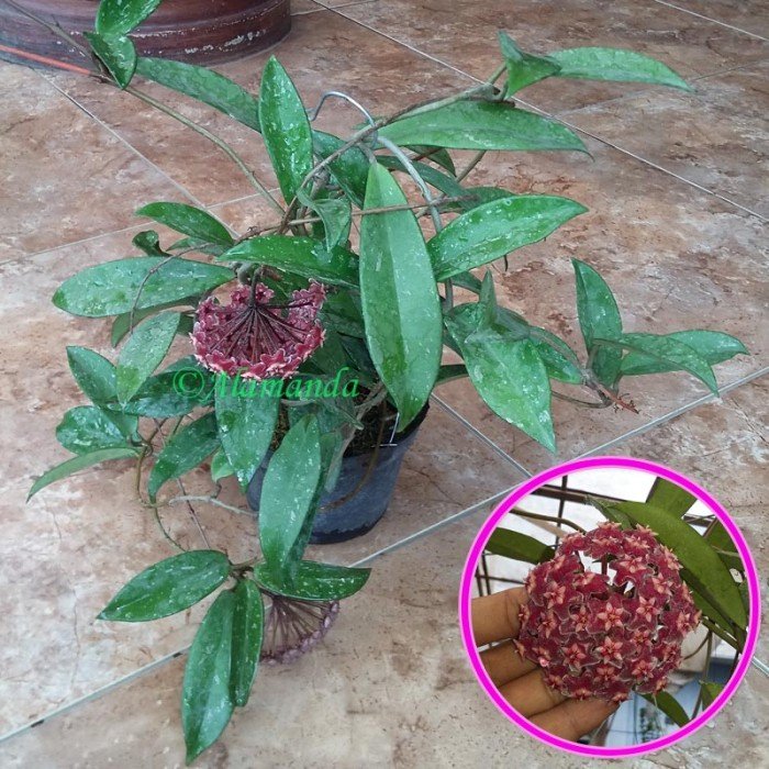 Hoya Merah