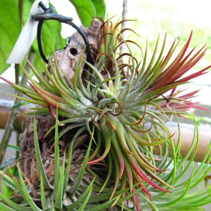 Tillandsia Ionantha Mexico