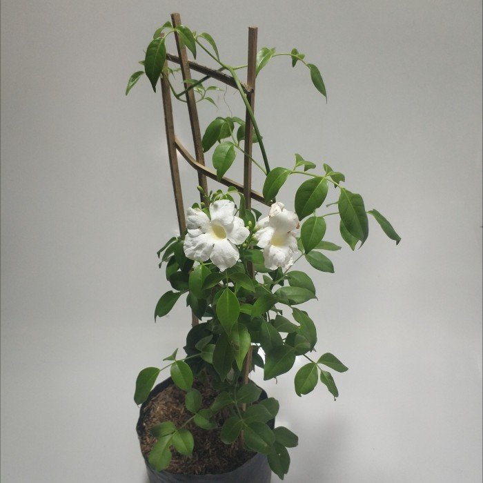 Bower Vine