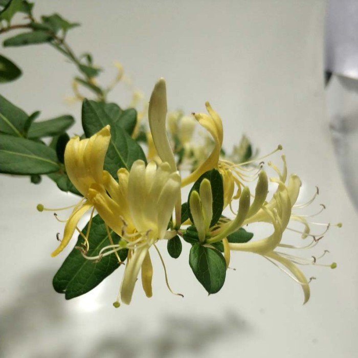 Melati Rambat Kuning ( Lonicera japonica )