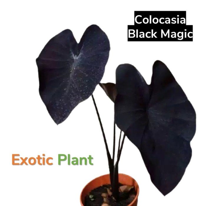 Keladi Black Magic