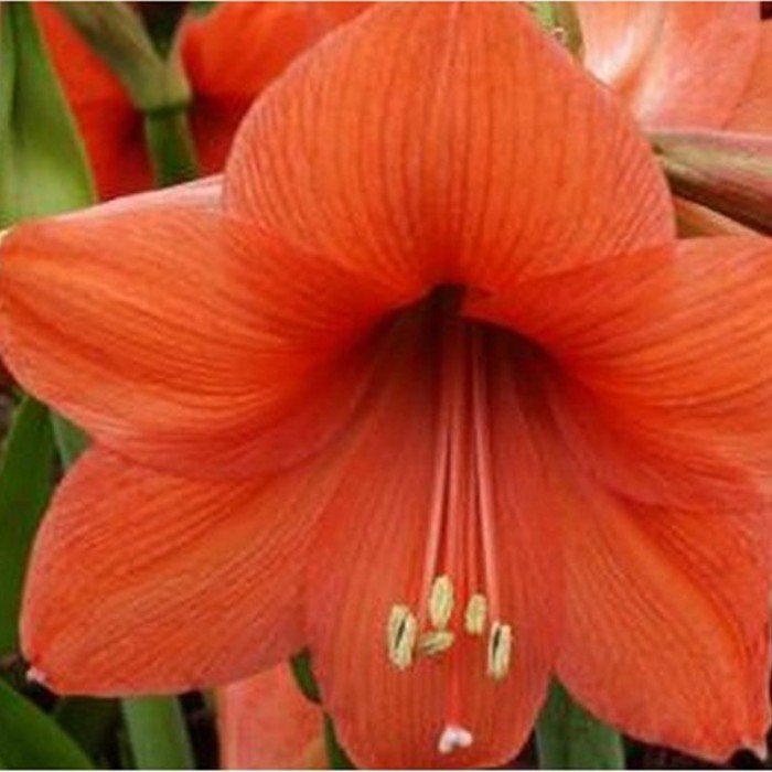 Amaryllis Sovereign