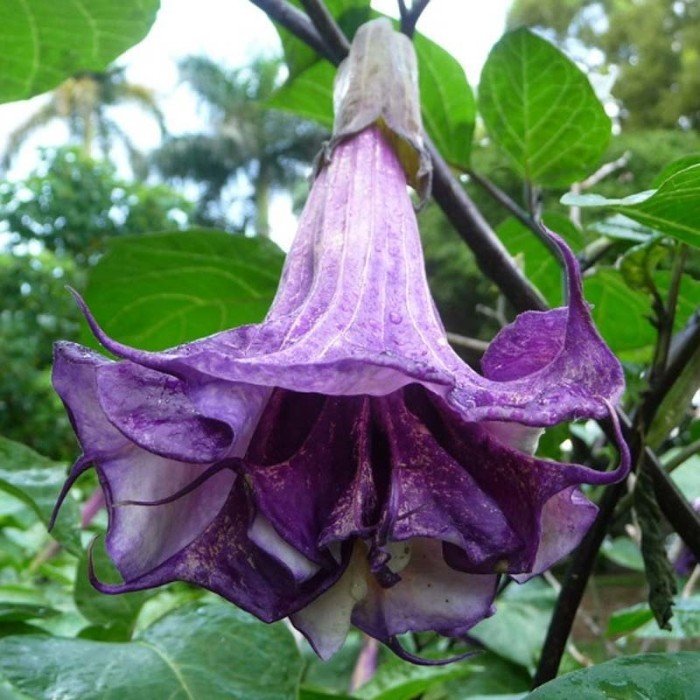 Kecubung Ungu