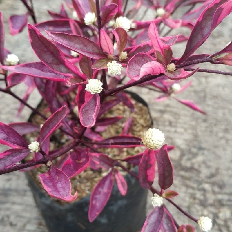 Alternanthera Ficoidea Red