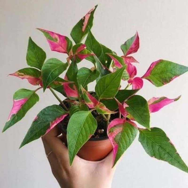 Alternanthera "Party time"
