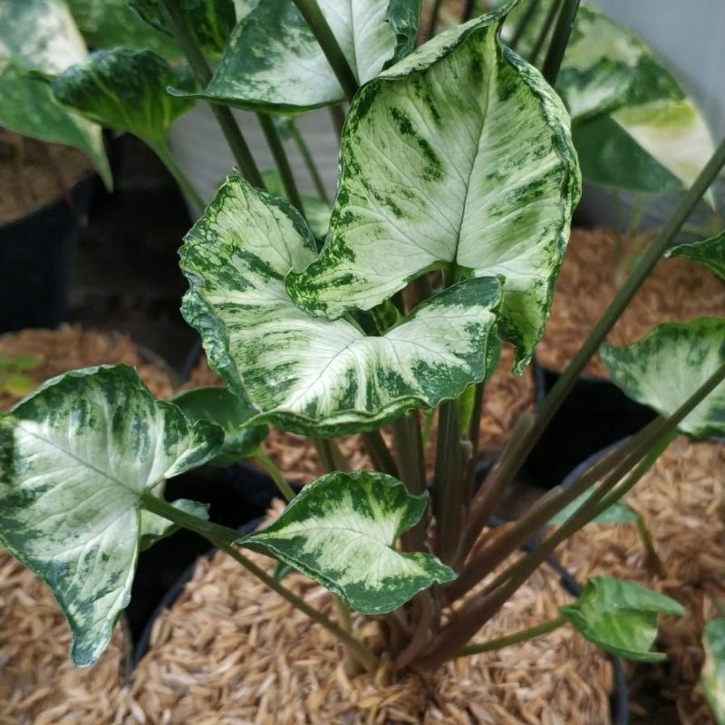 Syngonium Keriting