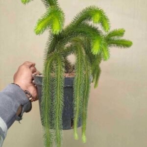 Huperzia Squarrosa (Tassel Ferns) - Gambar 4