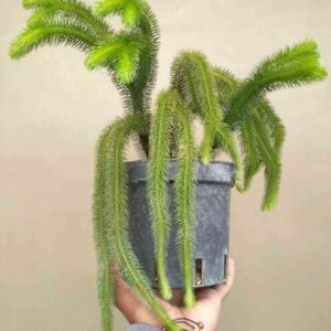 Huperzia Squarrosa (Tassel Ferns) - Gambar 3