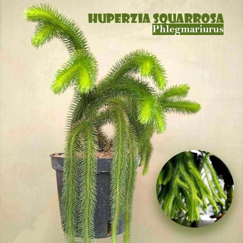 Huperzia Squarrosa (Tassel Ferns)