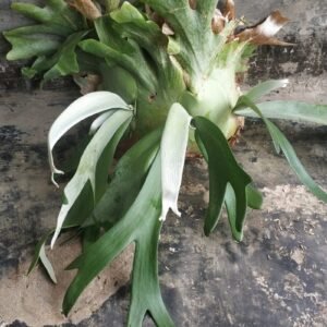 Simbar Menjangan - Gambar 2