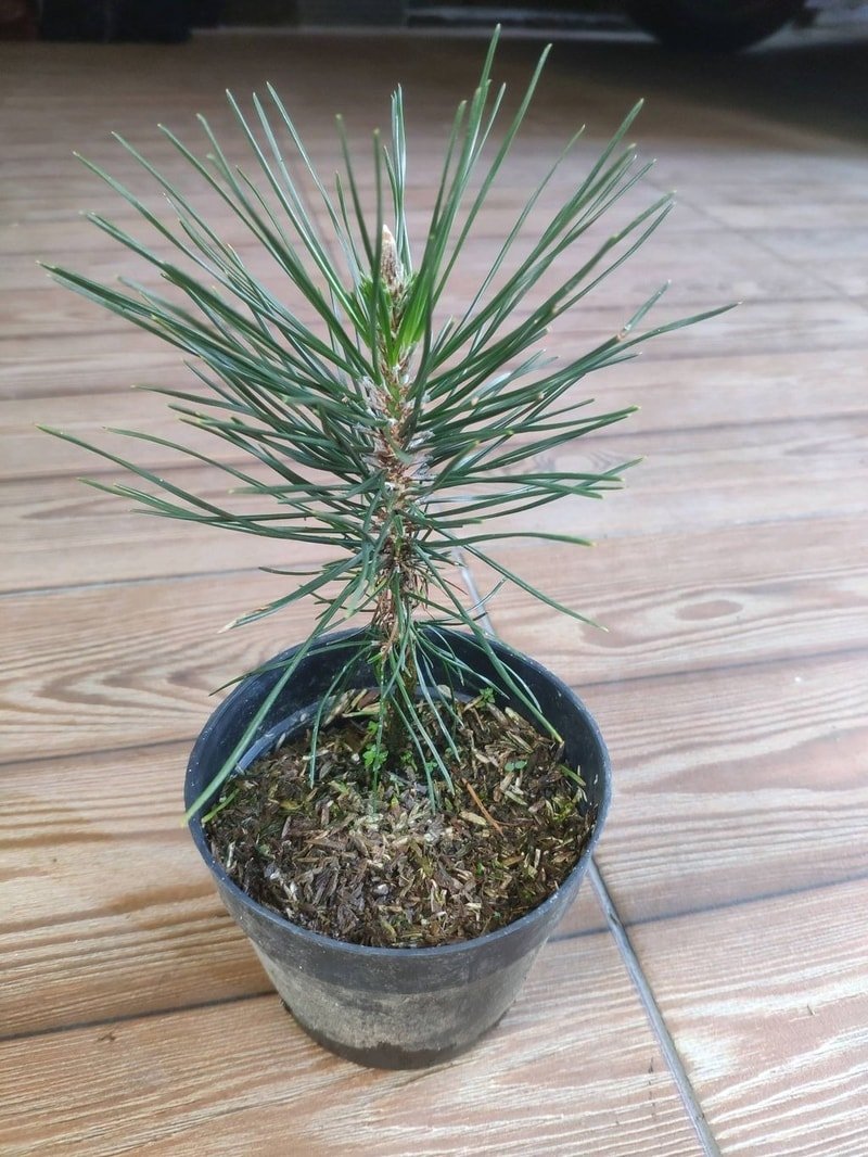 Pohon Japanese Black Pine / Pinus Hitam Jepang ( untuk bahan bonsai )
