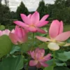 Lotus Pink - Gambar 2