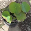 Lotus Pink - Gambar 4