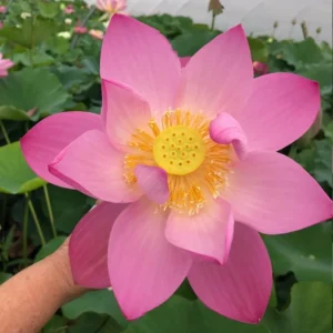 Lotus Pink