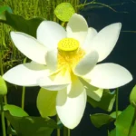 Lotus Putih