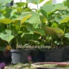 Lotus Putih - Gambar 3