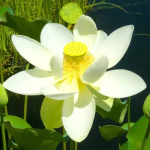 Lotus Putih