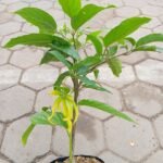 Pohon Kenanga Kondisi Berbunga