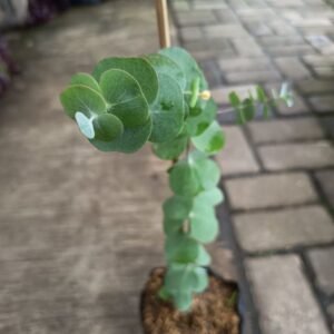 Eucalyptus Cinerea – Silver Dollar