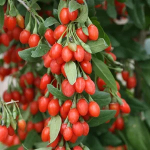Red Gojiberry